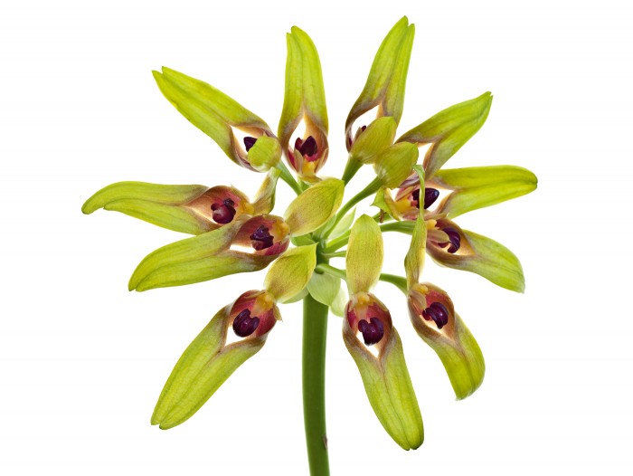 Bulbophyllum graveolens - Copyright Micha Pawlitzki & Edition Panorama