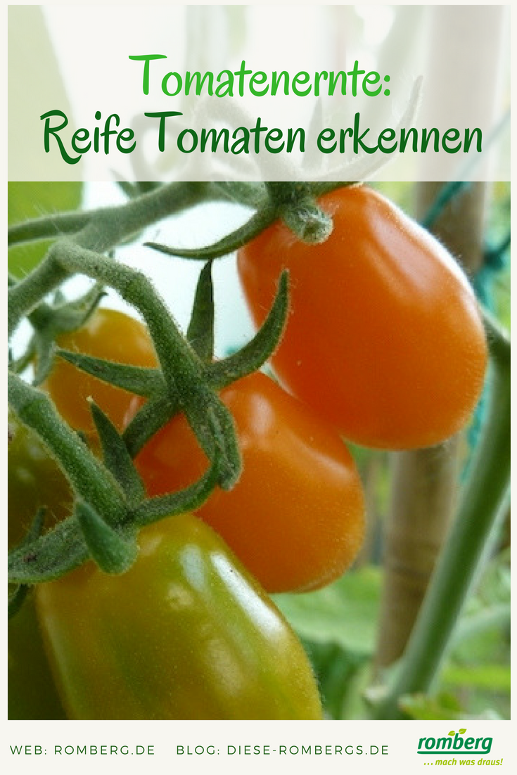 Tomaten Selber Anbauen Tomaten Ernten Und Verarbeiten