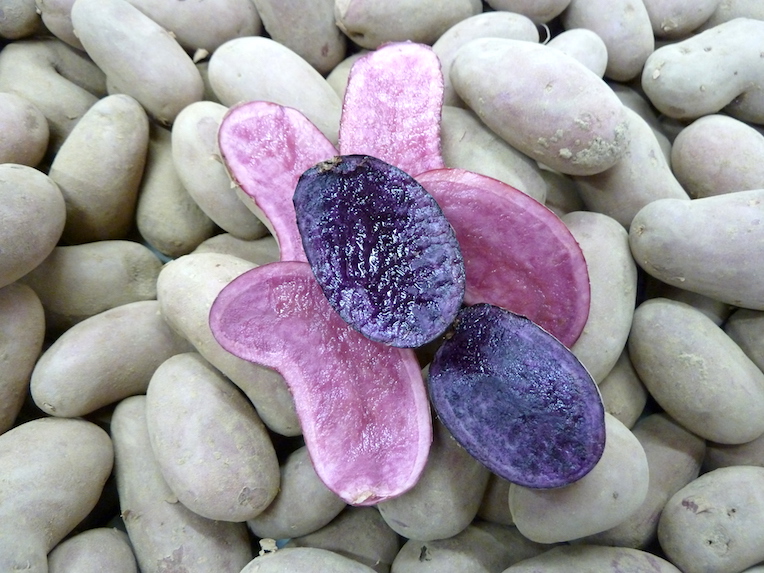 Bunte Kartoffeln: Violetta und Rote Emmalie