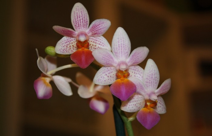Blütenstand einer meiner geliebsten Phalaenopsis...in diesem Fall Phalaenopsis Fantasy Musick.