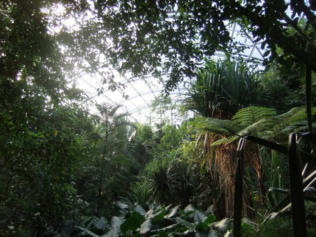 Regenwald im Gegenlicht...