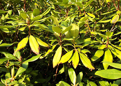 BERLINER PFLANZENDOKTOR- Stcickstoffmangel bei Rhododendron