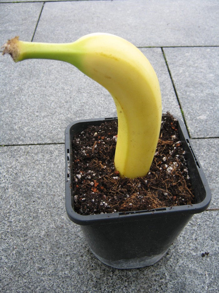 Bananenvermehrung