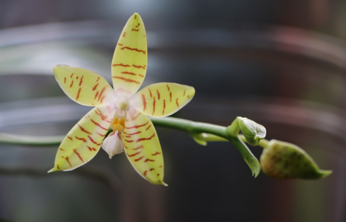 Phalaenopsis Jeanette Lindner