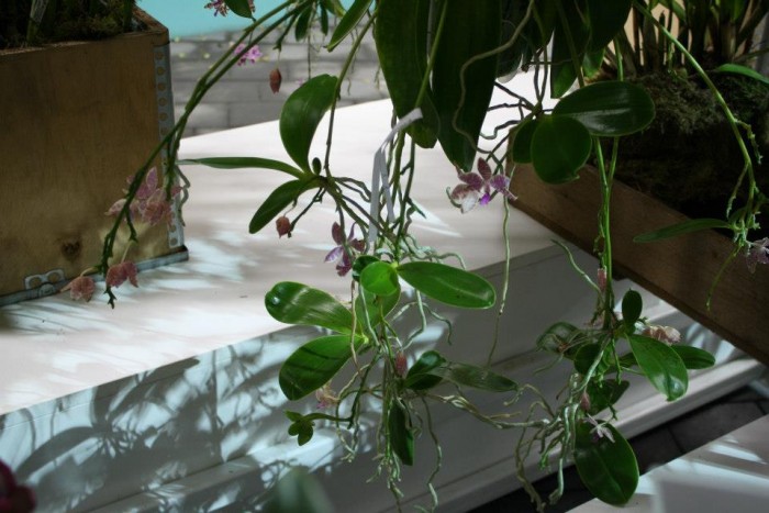 Kindel Phalaenopsis bastianii
