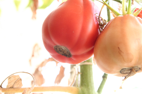 Blütenendfäule an Tomate