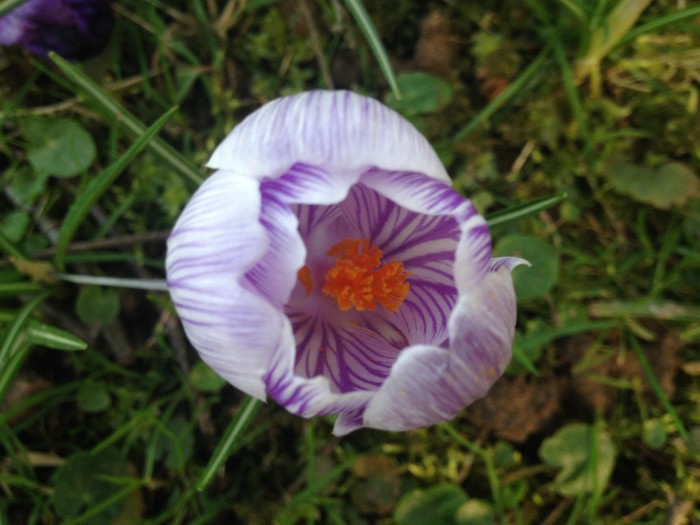 Krokus weiß lila