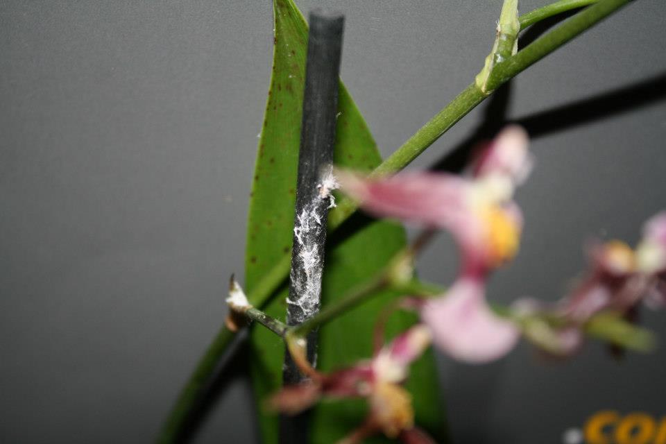 Ein häufiger Schädling an Orchideen und seine Hinterlassenschaft : weiße, watteähnliche Beläge weisen auf Wollläuse hin. Foto: J. Klepgen / www.orchideenfans.de