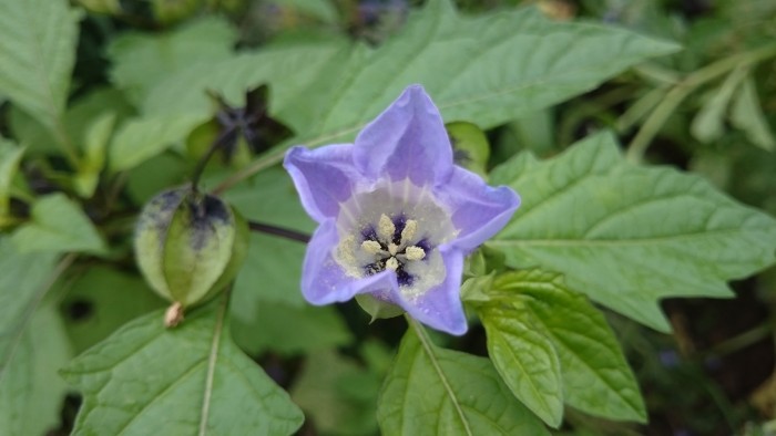 Die blaue Lampionblume vertreibt nicht nur weiße Fliegen, in manchen Regionen samt sich sich neu aus und kann schnell lästig werden. Also: nach der Blüte abschneiden