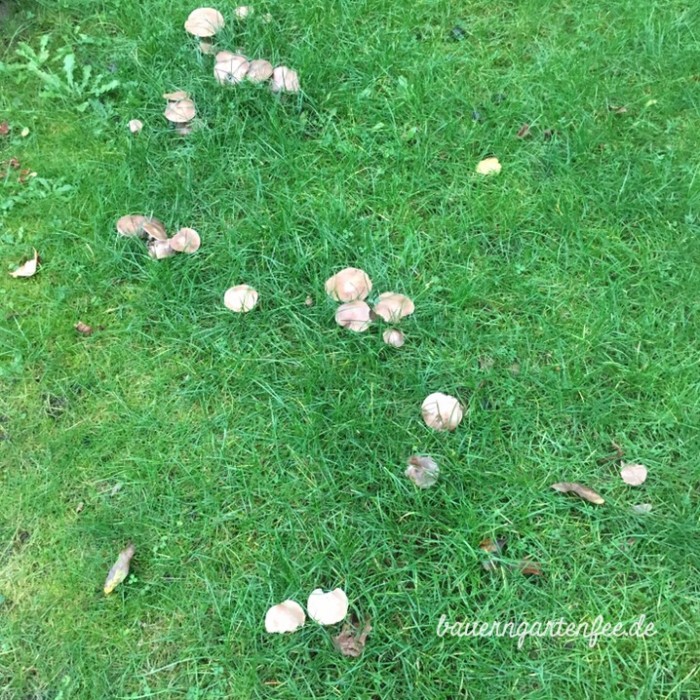 Pilze im Garten