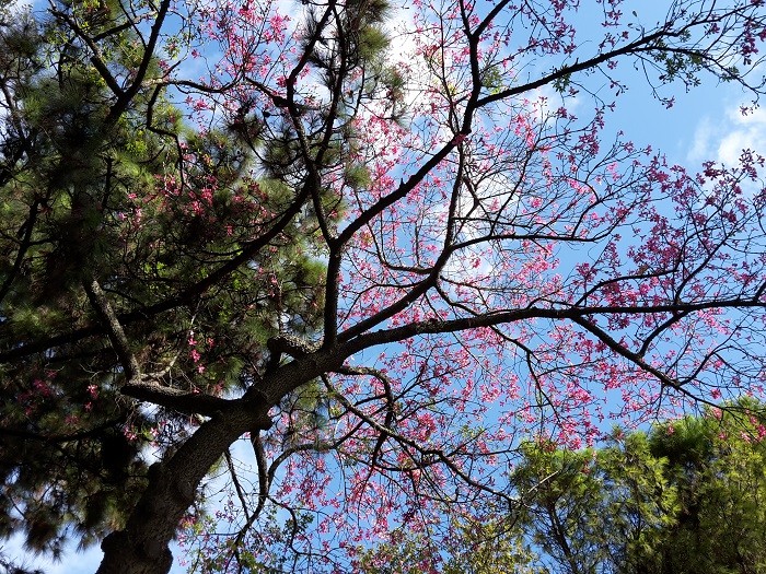 Brasilianische Florettseidenbaume (Ceiba speciosa), Wollbaum, Lissabon,