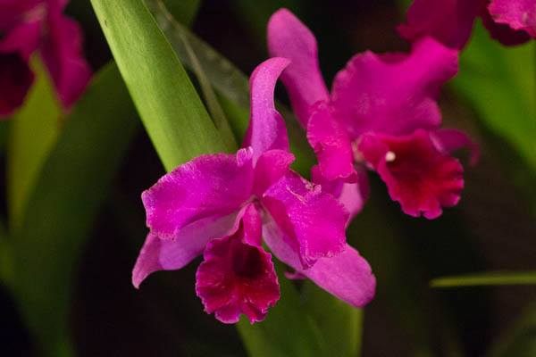 Zeigt deine Orchidee bereits Wurzel- und Blattwachstum? Dann gönne ihr wieder etwas mehr Wasser und Dünger. Foto: Jessica - www.orchideenfans.de
