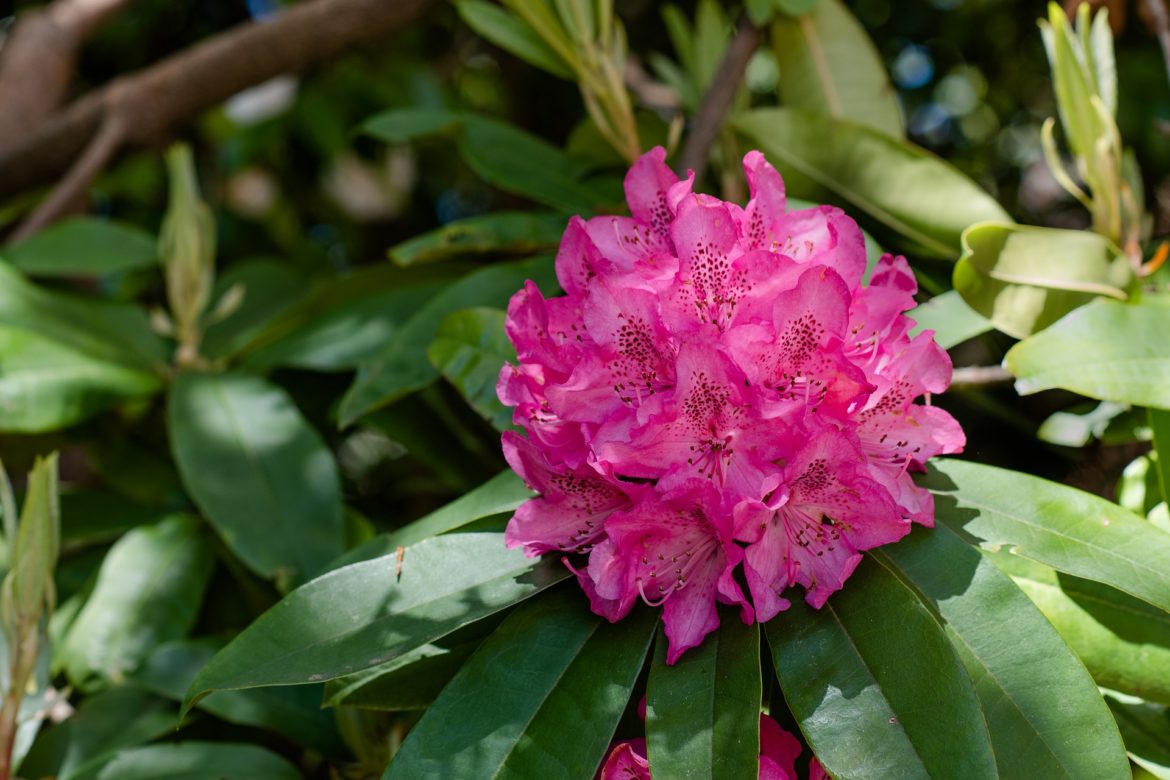 Rhododendron, Foto: pixabay