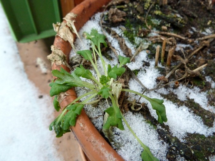 Ein Blumentopf mit einer grünen Pflanze und Schnee