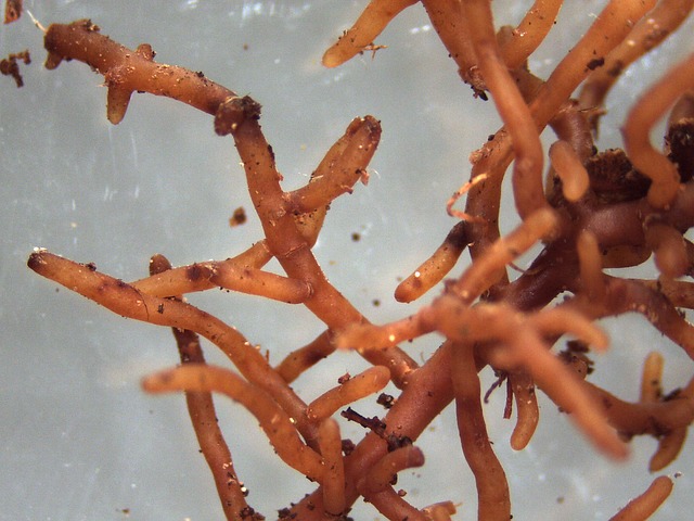 Mykorrhiza helfen den Feinwurzeln