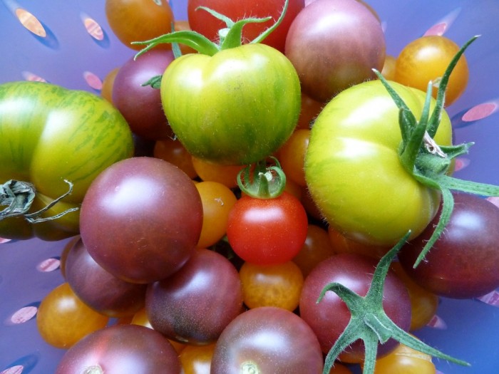 Verschiedene Tomatensorten in einem blauen Sieb