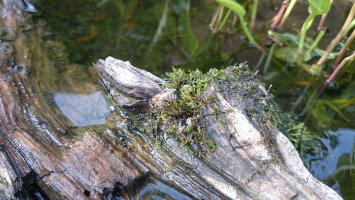Auch Bienen haben im Sommer Durst. Ein altes Stück Holz im Teich hilft ihnen beim gefahrlosen Trinken