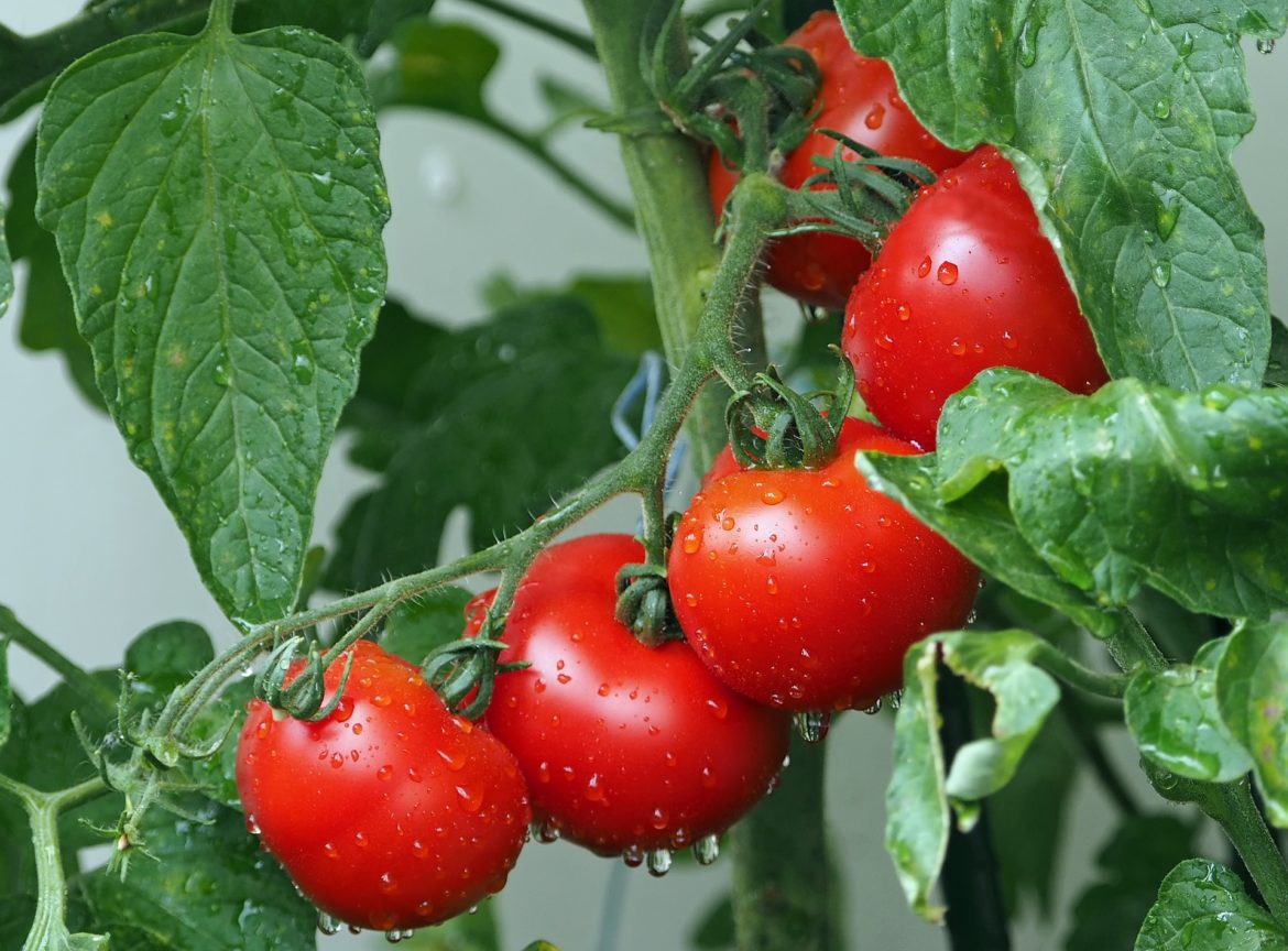 Tomaten, Foto: pixabay