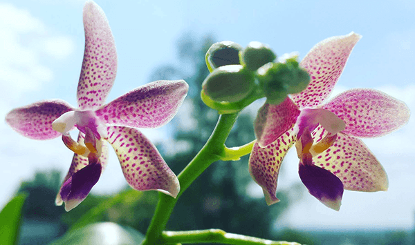 Spätestens im April ist guter Sonnenschutz für Orchideen Pflicht. Foto: J. Klepgen