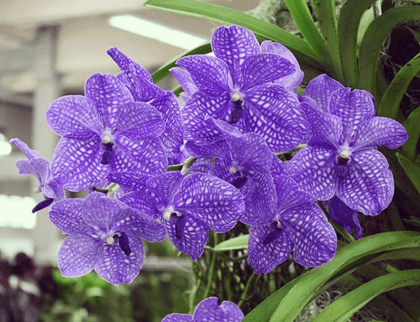 Für deine Vanda-Orchideen beginnt jetzt in der Regel die Hauptblütezeit. Foto: J. Klepgen