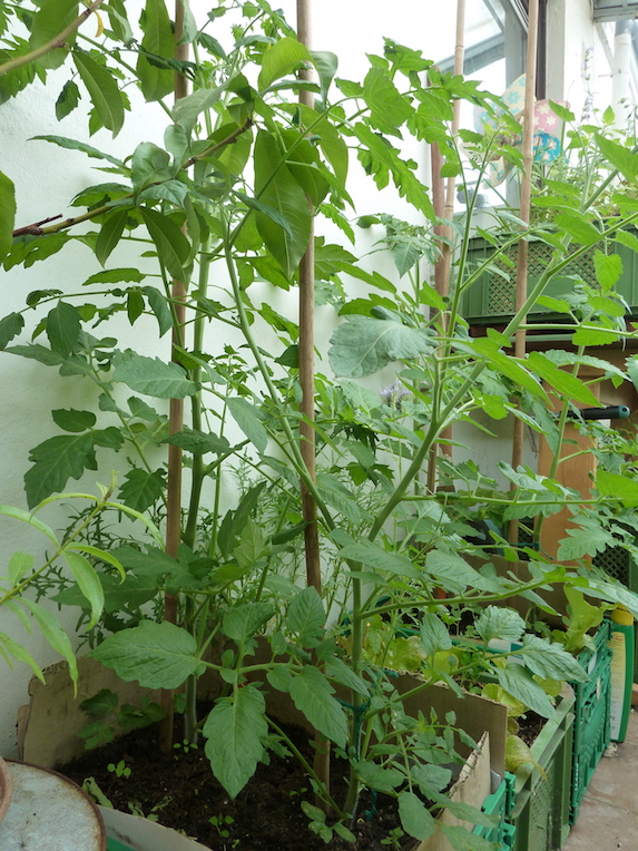 Tomatenpflanzen in Kisten