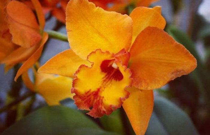 Während Orchideen wie diese Cattleya Temperaturen um die 30°C noch locker hinnehmen kommen andere Orchideen ganz schön ins Schwitzen. Sie brauchen unbedingt ein kühleres Plätzchen, um weiter gut zu wachsen. Foto: www.orchideenfans.de / J. Klepgen