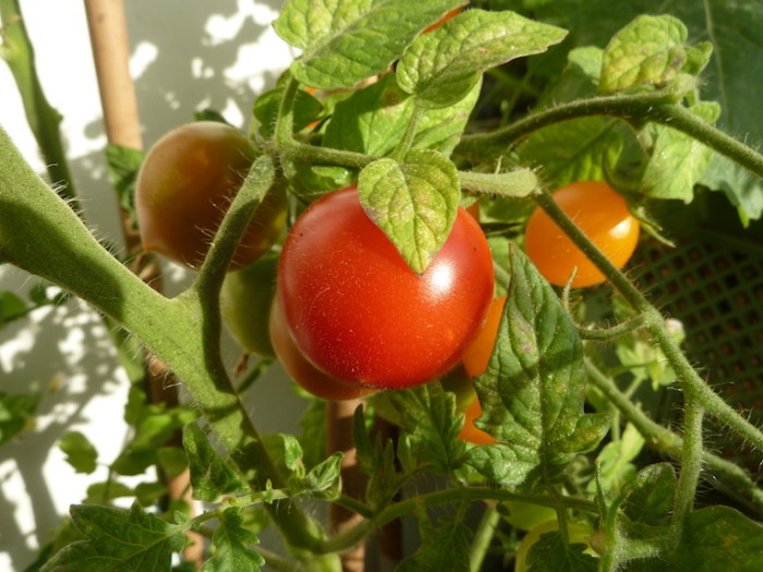 Rote Tomaten der Sorte Ruthje