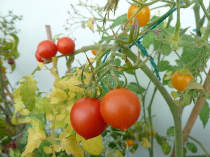 Tomaten Ruthje und Wildtomate