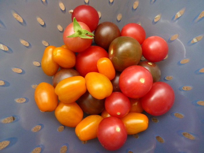 Tomaten in einem blauen Sieb