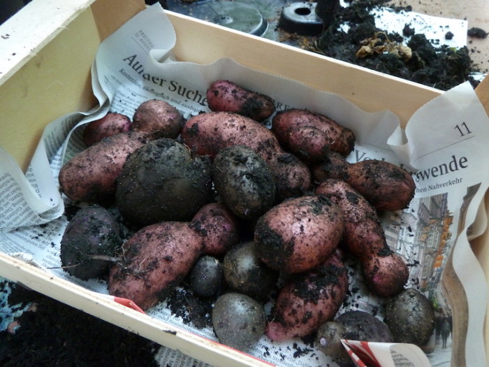 Kartoffelernte in einer Kiste: Rote Emmalie und Blaue Anneliese.