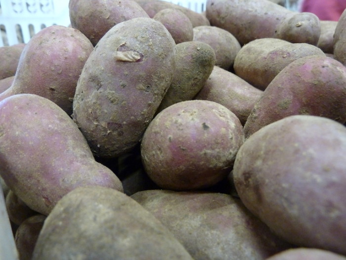 Kartoffeln der Sorte Rote Emmalie