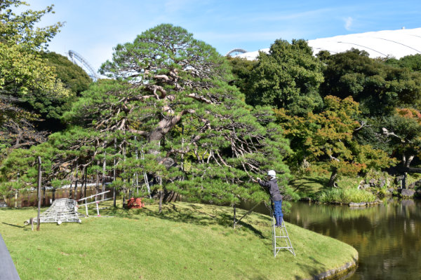 Kōraku-en Tokio - Baumpflege