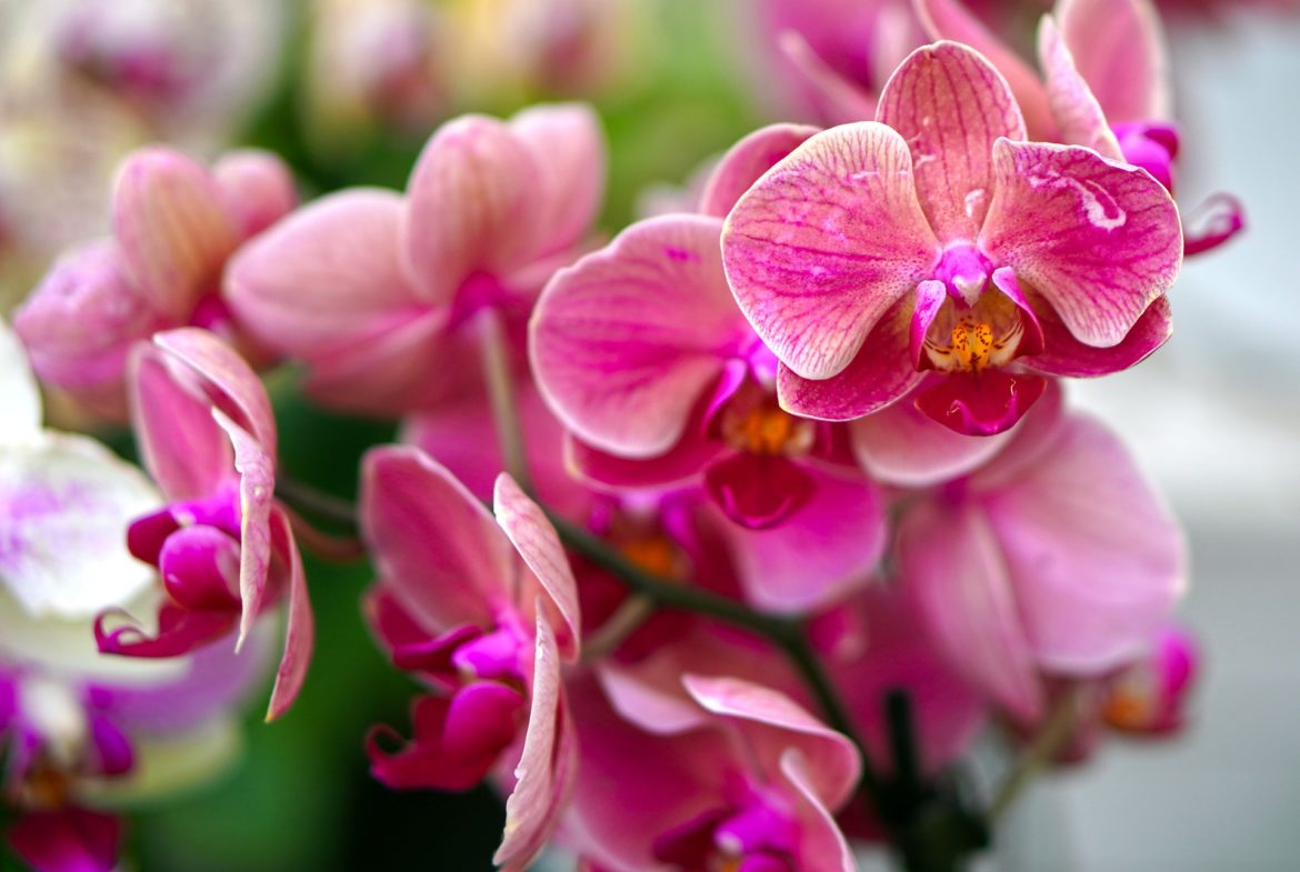 Orchideen, Foto: pixabay