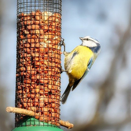 Im Winter können hungrige Vögel mit Futterstellen im Garten gestärkt werden.