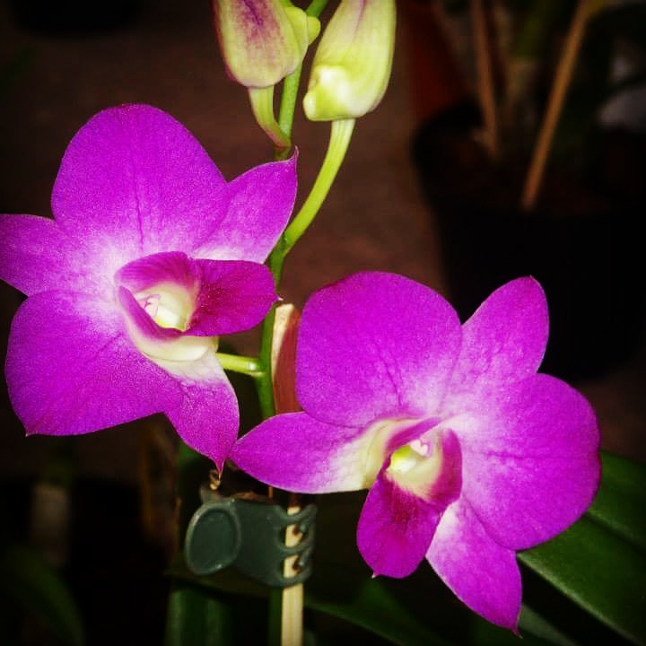 Am Orchideenstab werden die Blütentriebe mit kleinen Klammern befestigt, so können sie nicht abbrechen, Foto: Jessica Klepgen