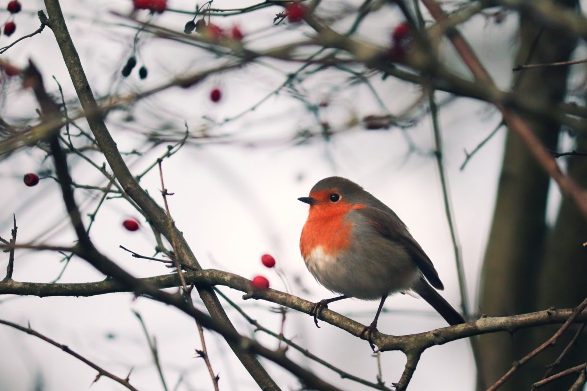 Vogel im Winter, Foto: pixabay