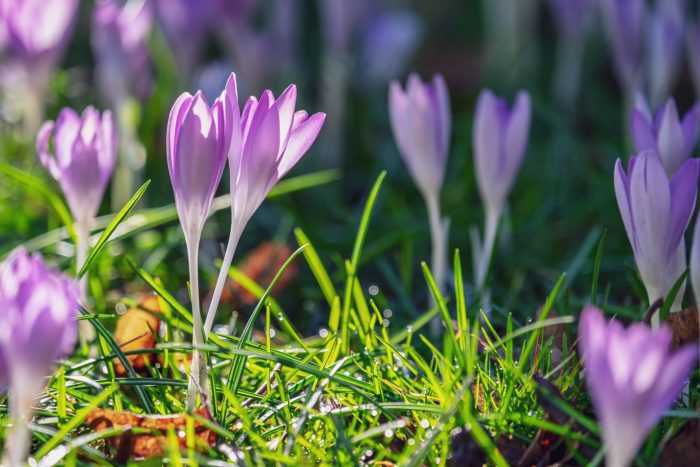 Krokusse lassen den nahenden Frühling erahnen. Foto: pixabay